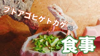 フトアゴヒゲトカゲの食事