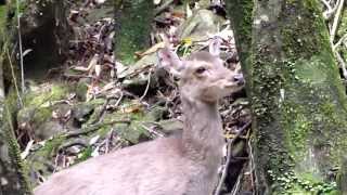 屋久島の森で出会った屋久シカ (Yaku-deer at the forest of Yaku-shima) Part2