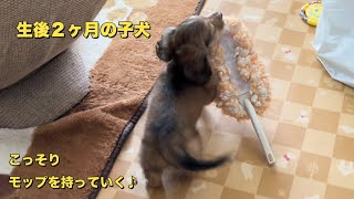 生後2ヶ月の子犬のトイレ問題とやんちゃぶり（ミニチュアダックスフンド）（仔犬）