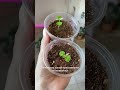 Комнатные растения из семян🌱 комнатныерастения растения уходзарастениями