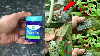 ALL IN  ONE SOLUTION || MAGIC VICKS || The Most Powerful Organic Pesticide Mixture || Home Remedy ||