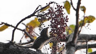 好吃！好吃！好好吃！吃太飽，只好趴著休息的 條紋松鼠 Formosan Striped Squirrel