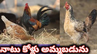 నాటు కోళ్లు అమ్మబడును||నాటు కోళ్లు పెంచే విధానం||కొత్తగా నాటు కోళ్లు పెంచాలి అనుకుంటున్నాం