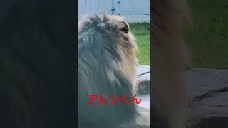 #shorts あ　立ち上がった　ライオンのアレンくん　千葉市動物公園　2023年3月4日