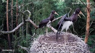 Seriously injured sea eagle visit the Black Stork nest~6:59 PM 2019/07/17