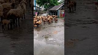 A group of sheep is standing on the road 🐏 #animals #viral #shorts