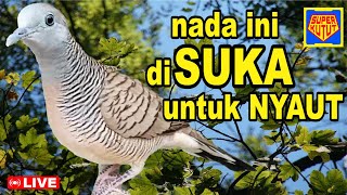 Perkutut LOKAL gacor, suara unik cepat memancing bunyi