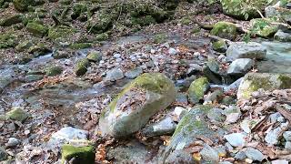 【西丹沢(西沢)滝・渓谷めぐり】丹沢 渓谷 清流 紅葉 2024年11月23日 #nature #asmr #waterfall #trekking #canyon #maple GX011580