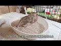 11日目 天才子猫現る お手をした子猫【瀬戸のここ日記】