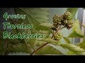 Growing Thornless Blackberries | Three Varieties for Bumper Crops