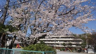 鎌倉・大船・玉縄の桜2017