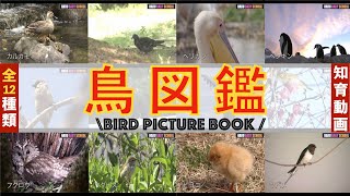 【鳥図鑑】見るだけで覚える！(全12種類の鳥達の生活)