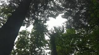 Forest management guidelines: Video 1 Snags and leave trees