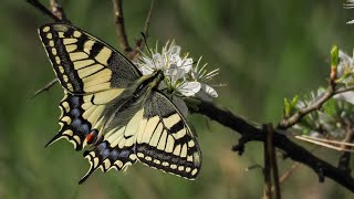 motyl paź królowej ( Papilio machaon; Swallowtail butterfly )