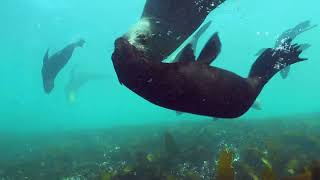 Why do our MPAs matter - MPA Day South Africa (Produced by HomeBrew)