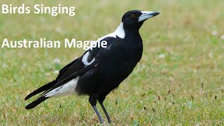 Birds Singing - Australian Magpie - Sounds of Nature