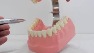 Dental Assistant - Tooth Surfaces
