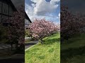 汐入公園　八重桜　満開！♪　桜　✿　さくら　☆　tokyo　shioiri park sakura　☆　流れる雲　♬　巨大な家？？荒川区　南千住　2022年 4月16日