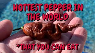 The Choc. Primotalii! This is the hottest pepper on Earth that is available to the public! OATH