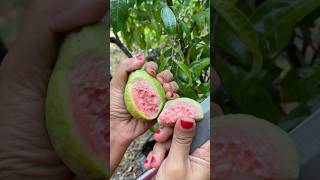 Red Guava #guava