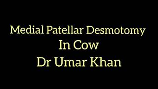 Medial Patellar Desmotomy in cow