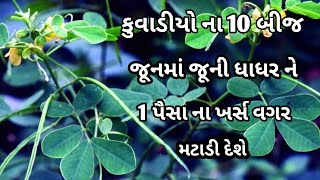 કુવાડિયા ના 10 બીજ જૂનમાં જૂની ધાધર ને 1 પણ પૈસા ના ખર્ચ વગર મટાડી દેશે |દાદર ખરજવું |