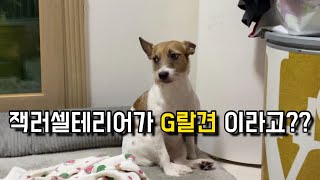 [육개라이프] 악마견 중의 왕중의 왕 ! 잭러셀테리어 (jack russell terrier) 재키 도 악마견 ?