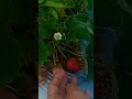 Kebun Strawberry Petik Sendiri Sepuasnya#shorts #videoshort #shortsvideo