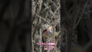 【ベニマシコ　～初撮影～ 】@神奈川県清川村  早戸川林道　20250221