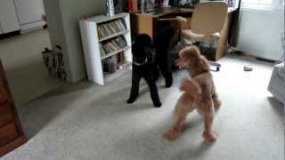 Red standard poodle playing with black standard poodle