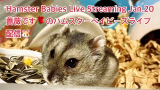 Hamster Babies Live Streaming Jan.20 薔薇です🌹のハムスターベイビーズライブ配信🐹#ハムスター #hamster #薔薇です🌹#baradesu