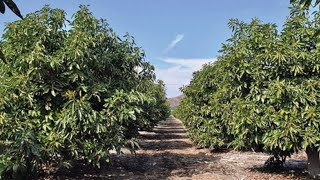 Voici pourquoi il faut planter au moins 400 pieds davocatiers sur 1 hectare