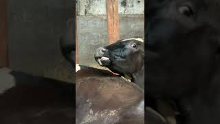 牛の舌は長い　Tongue of cattle long