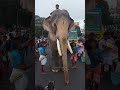 തെച്ചിക്കോട്ടുകാവ് രാമചന്ദ്രൻ thechikkottukavuramachandran aanapremi aana elephant kerala