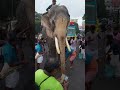 തെച്ചിക്കോട്ടുകാവ് രാമചന്ദ്രൻ thechikkottukavuramachandran aanapremi aana elephant kerala