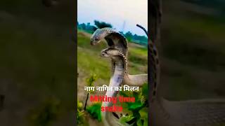 नाग नागिन का मिलन #एक दूसरे से प्यार करते हुए #viral #snake #viralshorts #वीडियो