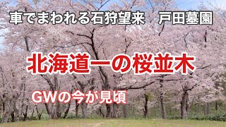 【北海道桜】私の中では北海道一と思うソメイヨシノ桜並木『戸田記念墓地公園の桜』　The best row of cherry blossom trees in Hokkaido