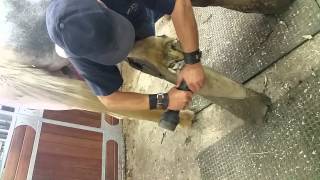 Farrier-Horse hoof trim with grinder