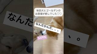 【大型犬多頭飼いあるある。】　#大型犬　#秋田犬　#ゴールデンレトリバー　#dog #shorts  #goldenretriever  #かわいい  #癒し　#cutedog #japan #犬