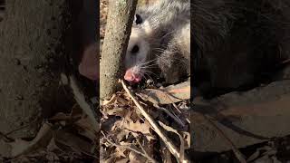 Egg Eater Caught #Predator #Opossum #Possum #Trap #Trapping #Duke #Killer #Set #Caught #Catch #Gone