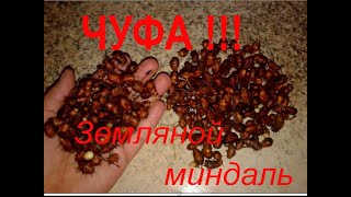 ЧУФА - тигровый орех!!! Вкус, сбор, выращивание,  хранение, польза и рецепт молочка - смотрим!!!