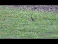 piękny atak myszołowa 🔅 beautiful attack of the buzzard