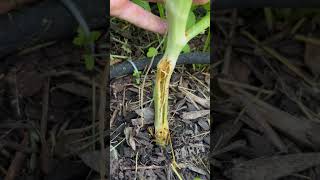 If you get squash borer damage at the base of your plant BURY THE STEM ASAP to try growing new roots