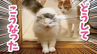 【神企画再び】ラップチャレンジをする猫【おしゃべりする猫】 【猫アテレコ】