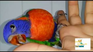 Red Collared Lorikeet | Talking red collared lorikeet | beautiful red collared lorikeet