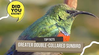 greater double-collared sunbird facts 🦜