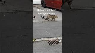 Magpies v Cat