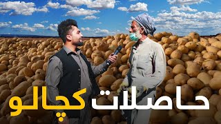 جمع آوری یک ۱۰۰۰ سیر کچالو از سه جریب زمین در ولایت میدان وردک