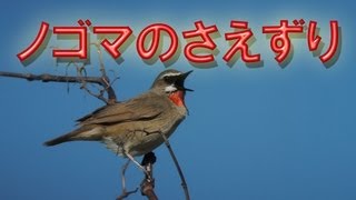 ノゴマ さえずり　囀り　鳴き声　Siberian Rubythroat