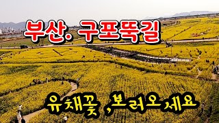 부산 구포뚝길,벚꽃은가고,이제는           유채꽃 보러오세요.  가수.임 이랑   , 혜은이 비가 ,윤수현 꽃길